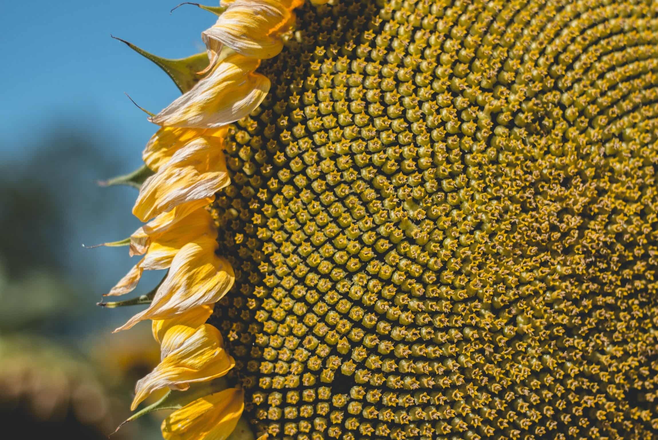 Where Do Sunflower Seeds Come From