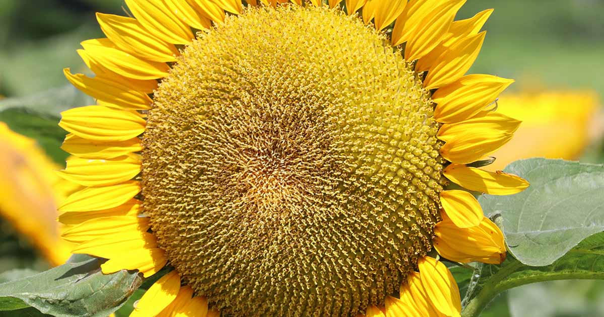 Where Do The Sunflower Seeds Come From