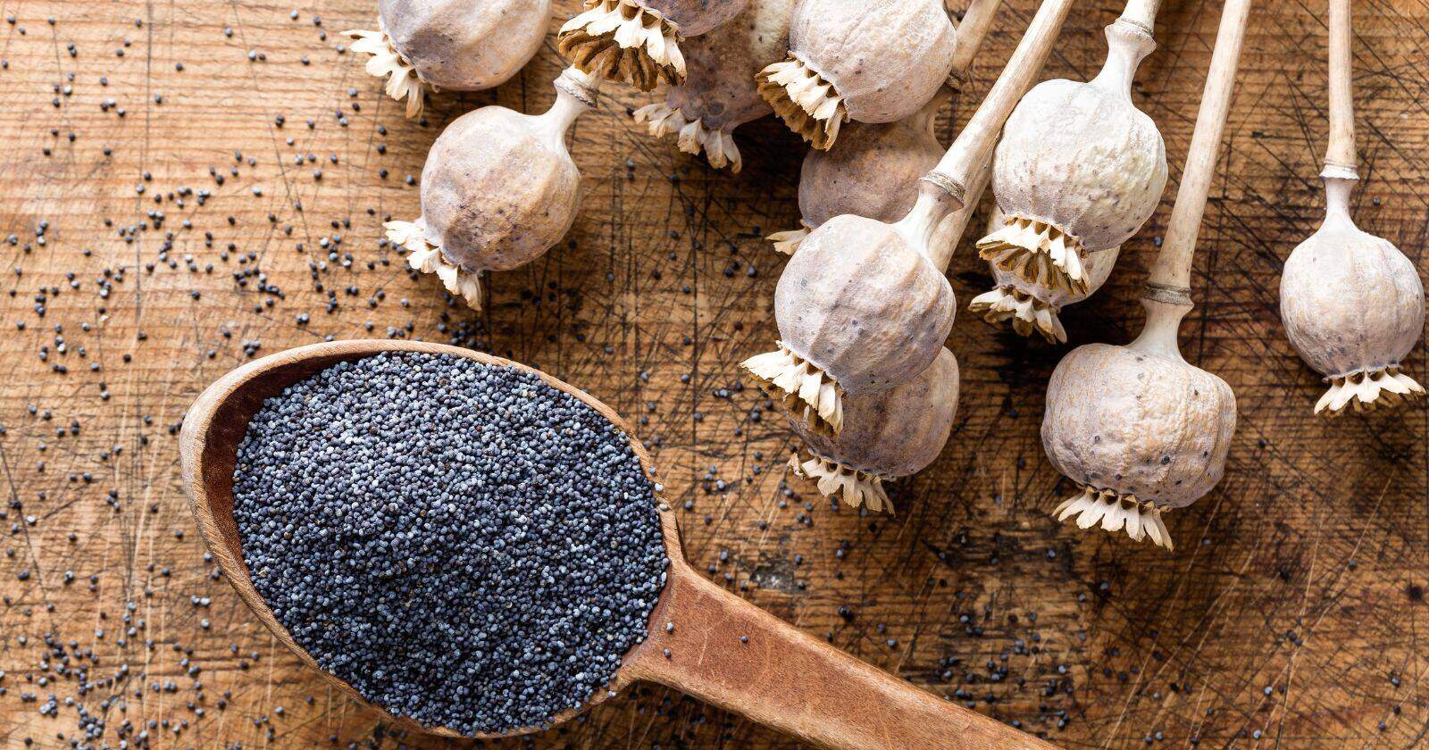 Poppy Seeds For Calcium At Holly Standley Blog