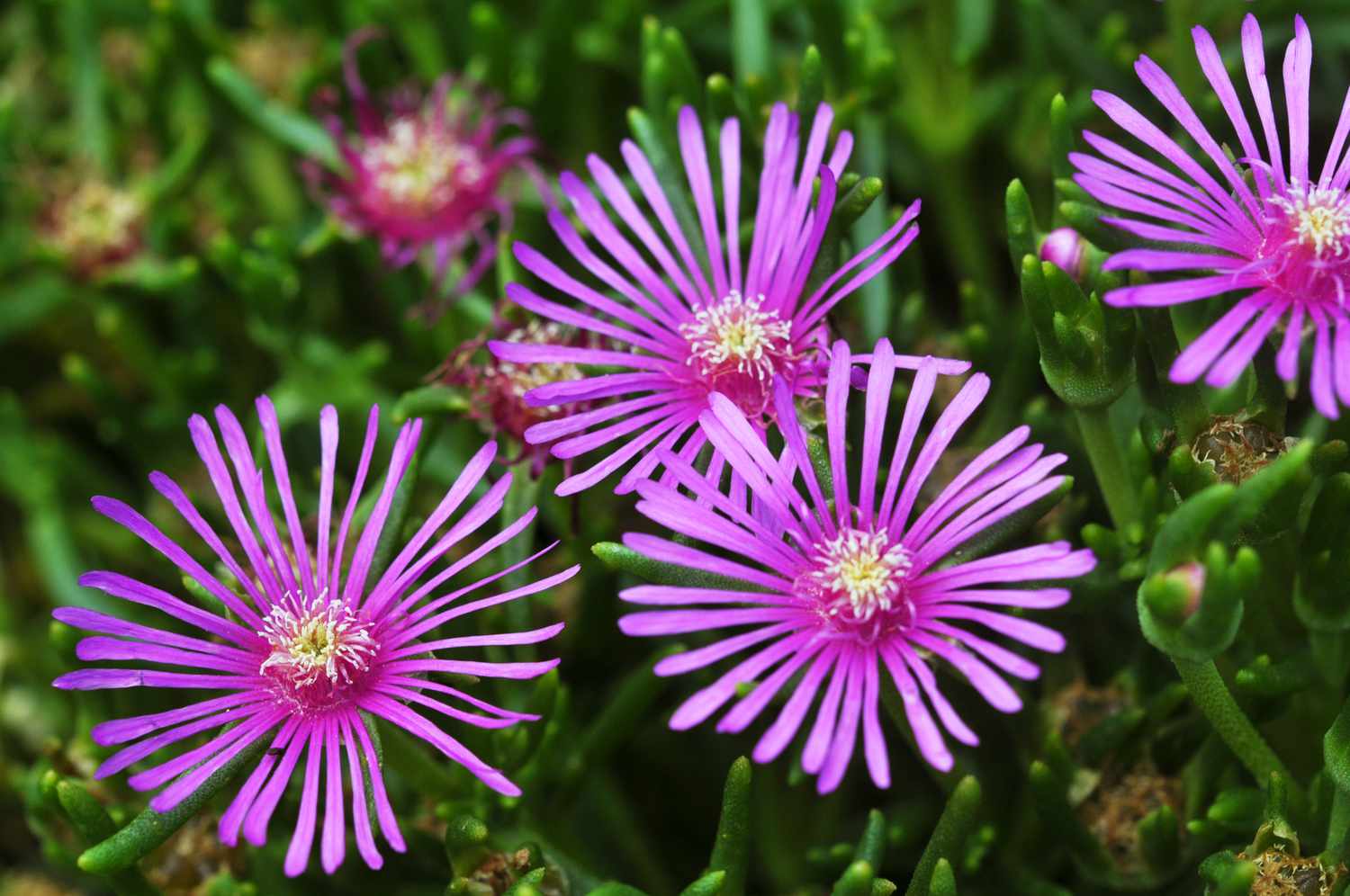Where Is Ice Plant Native To