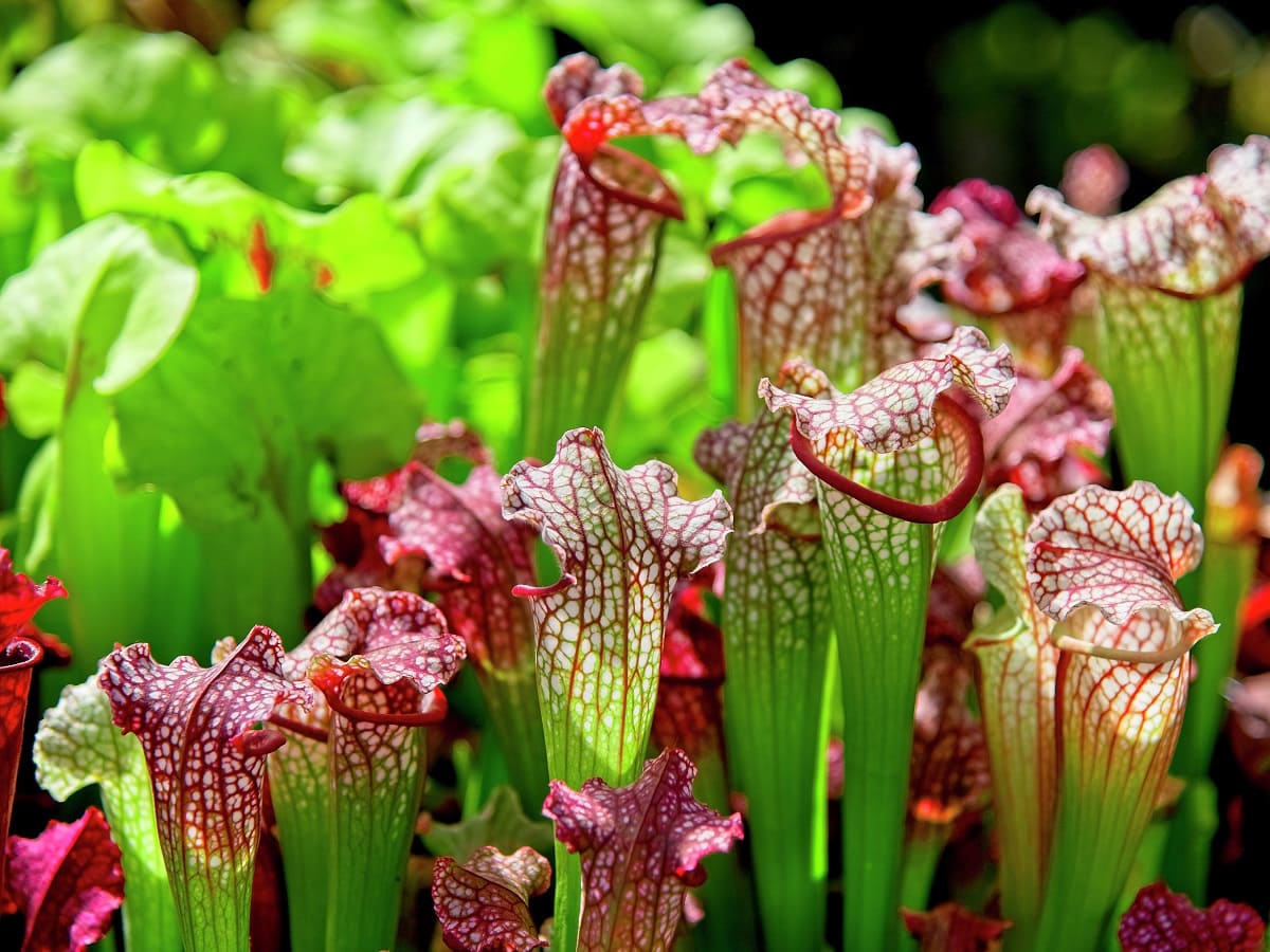 Where Is Pitcher Plant Native To