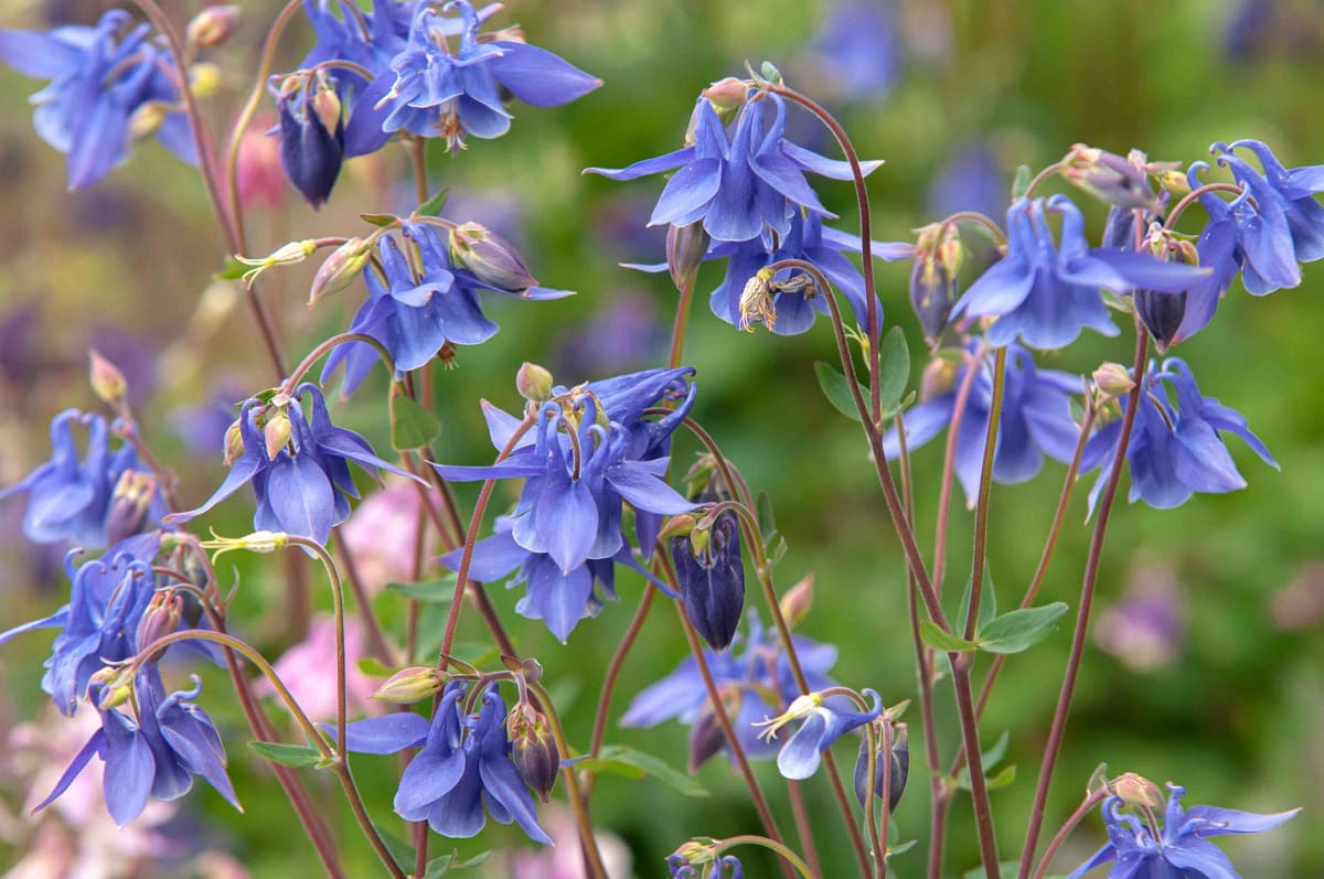 Where Is The Columbine Plant Native To