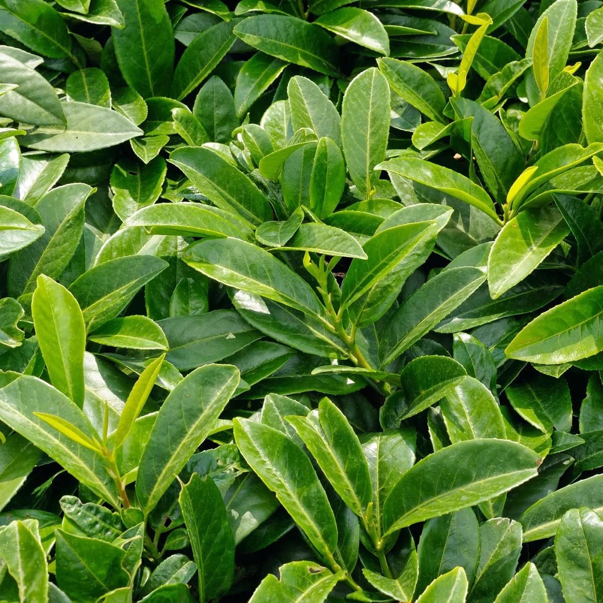 Where Is The English Laurel Plant Native To