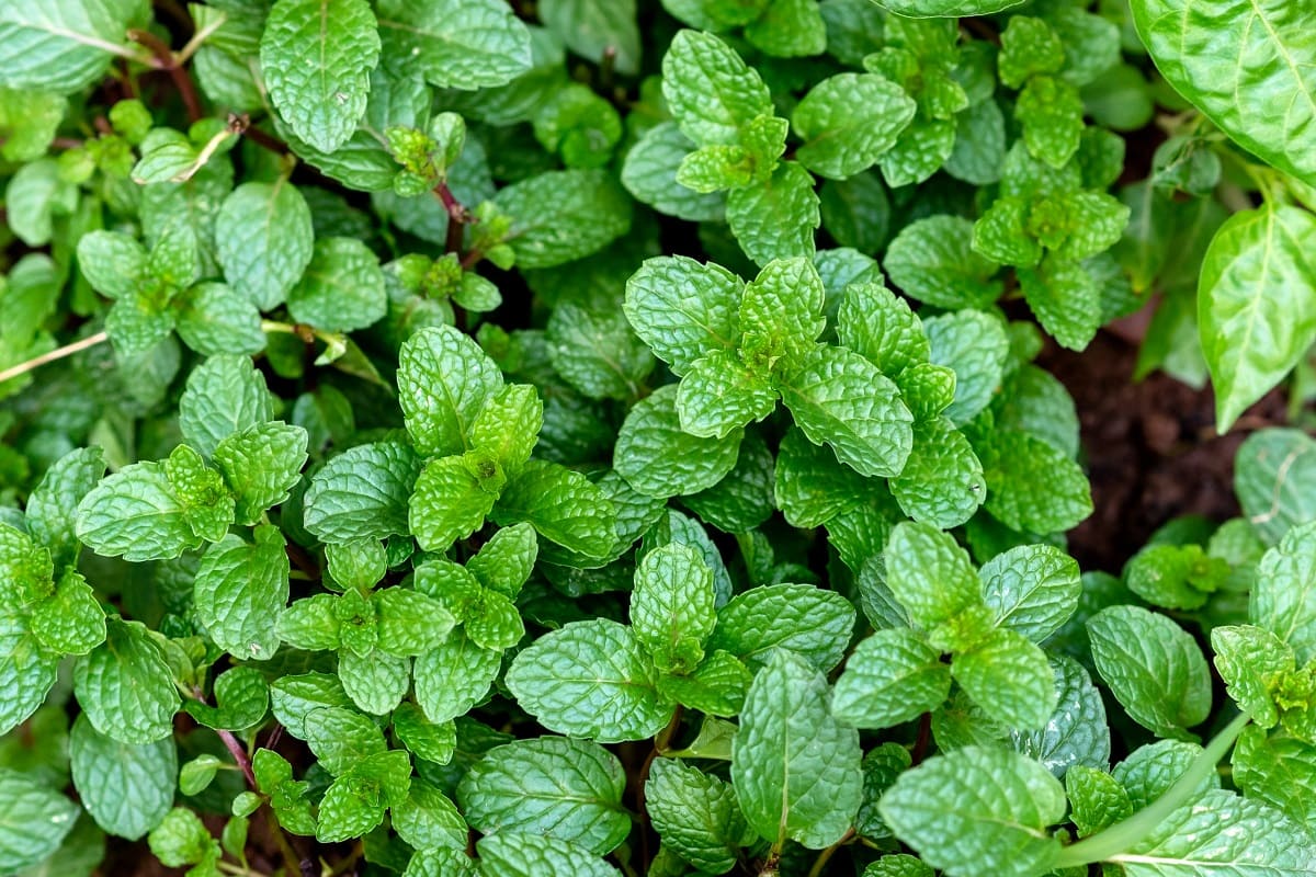 Where Is The Peppermint Plant Native To