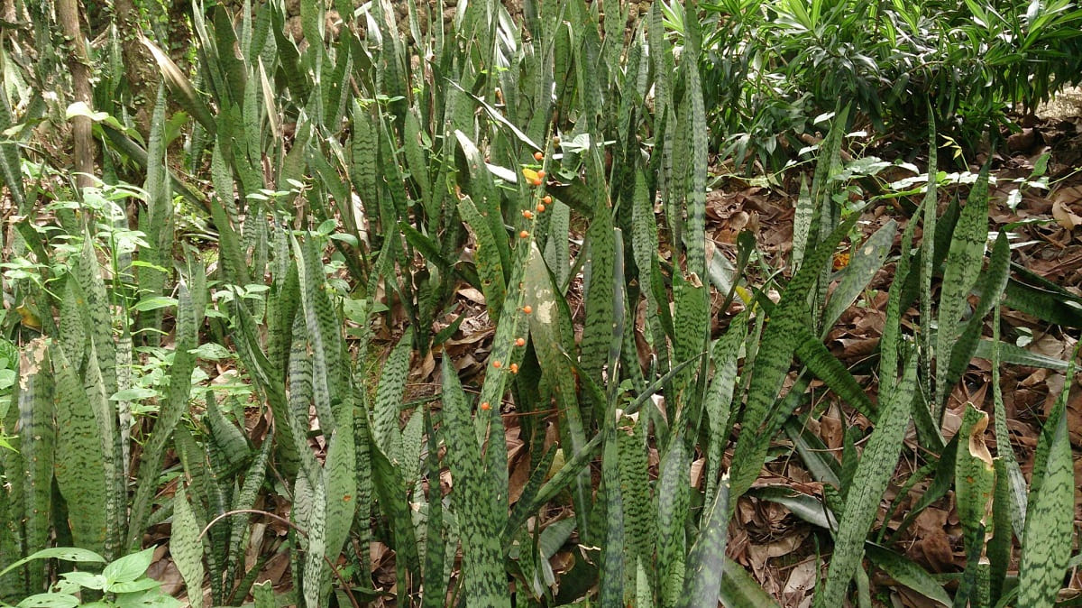 Where Is The Snake Plant Native To