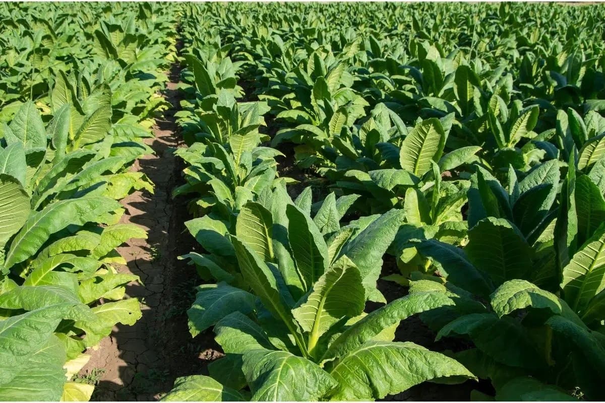 Where Is The Tobacco Plant Native To