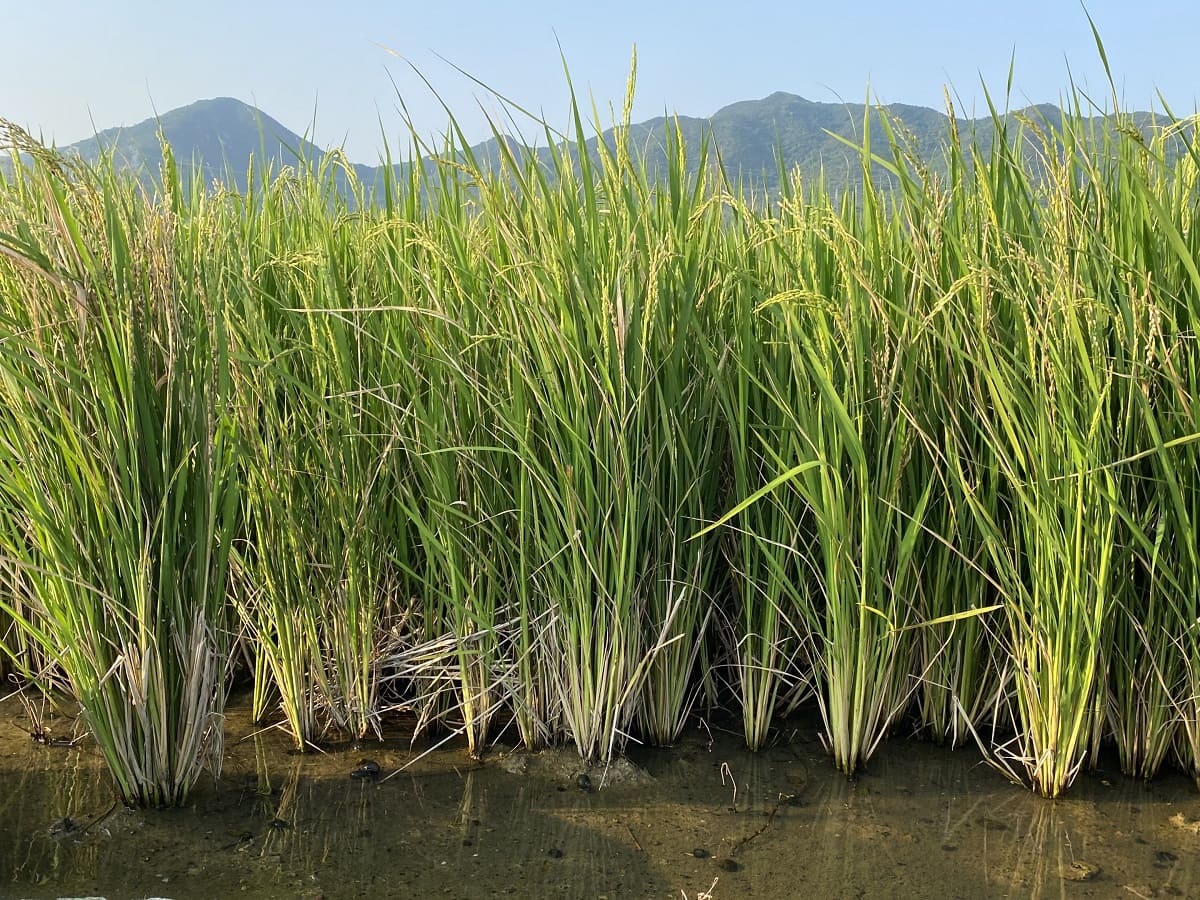Where Is Wild Rice A Native Plant?