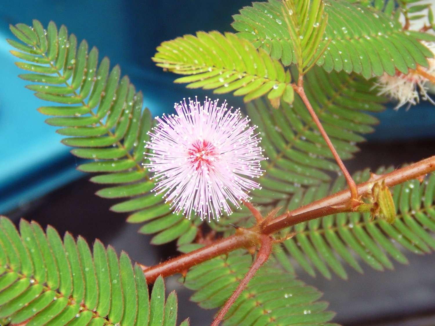 Where To Find Native Mimosa Pudica Plant