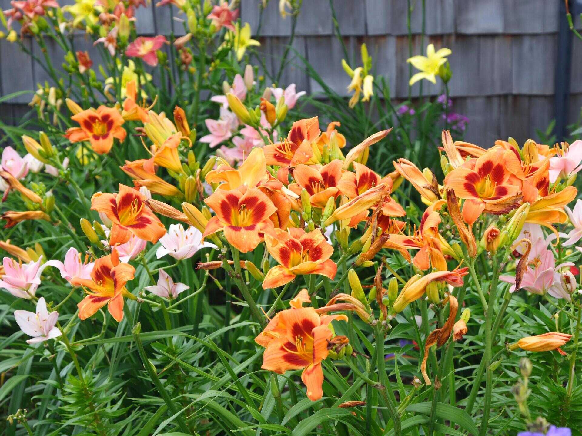 Where To Plant Ground Cover Daylilies