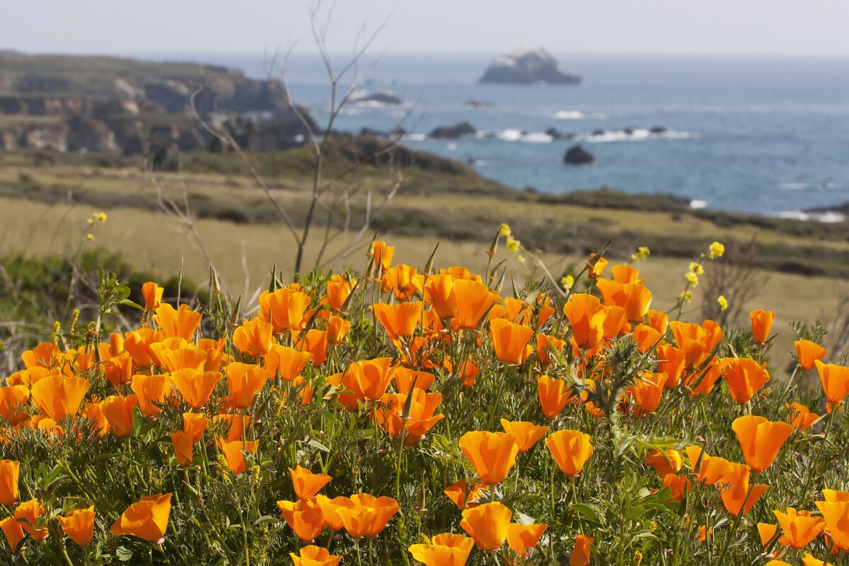 Where To See CA Wildflowers Now