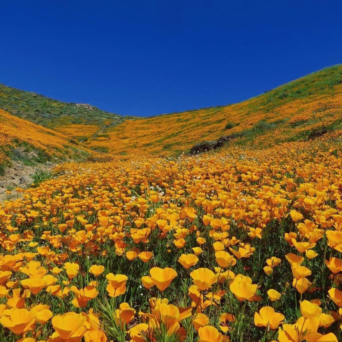 Where To See Wildflower Blooms