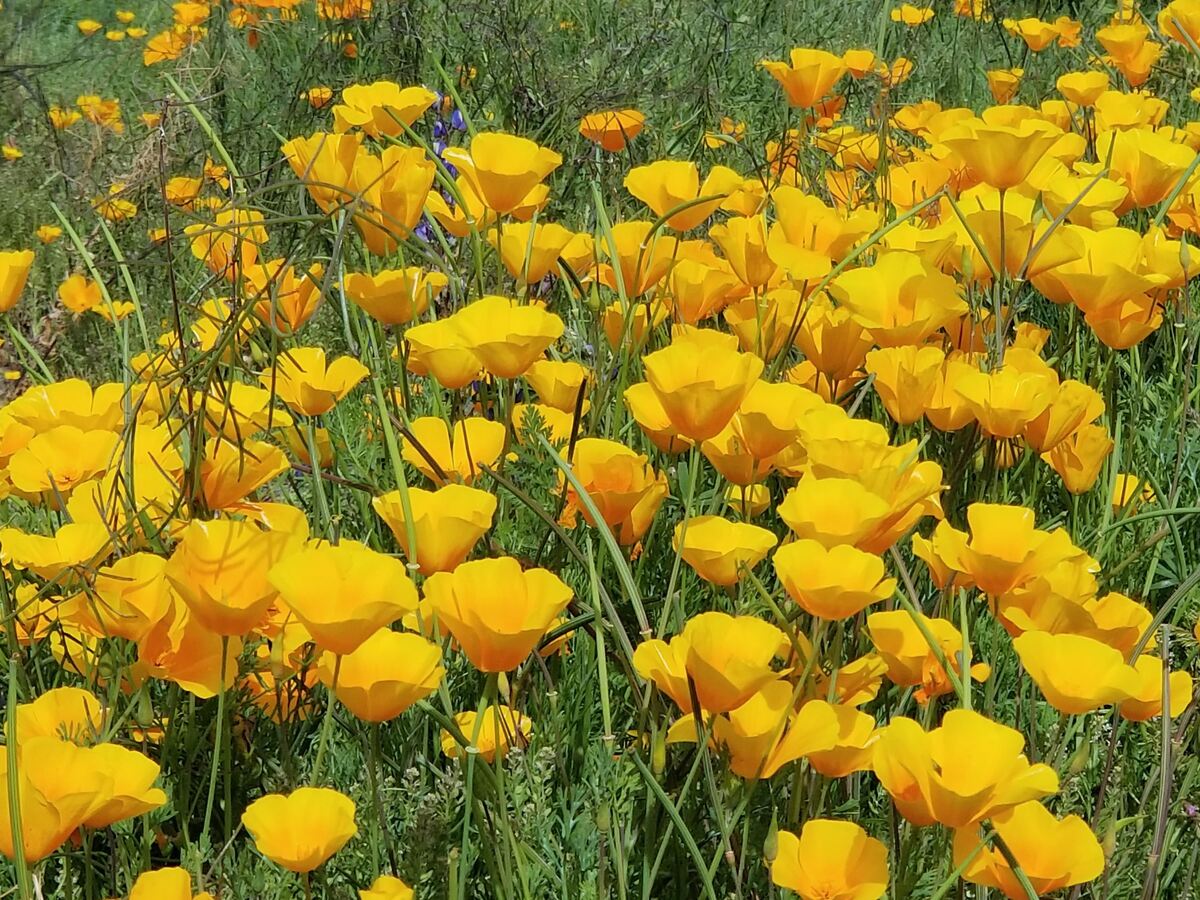 Where To See Wildflowers In Tucson