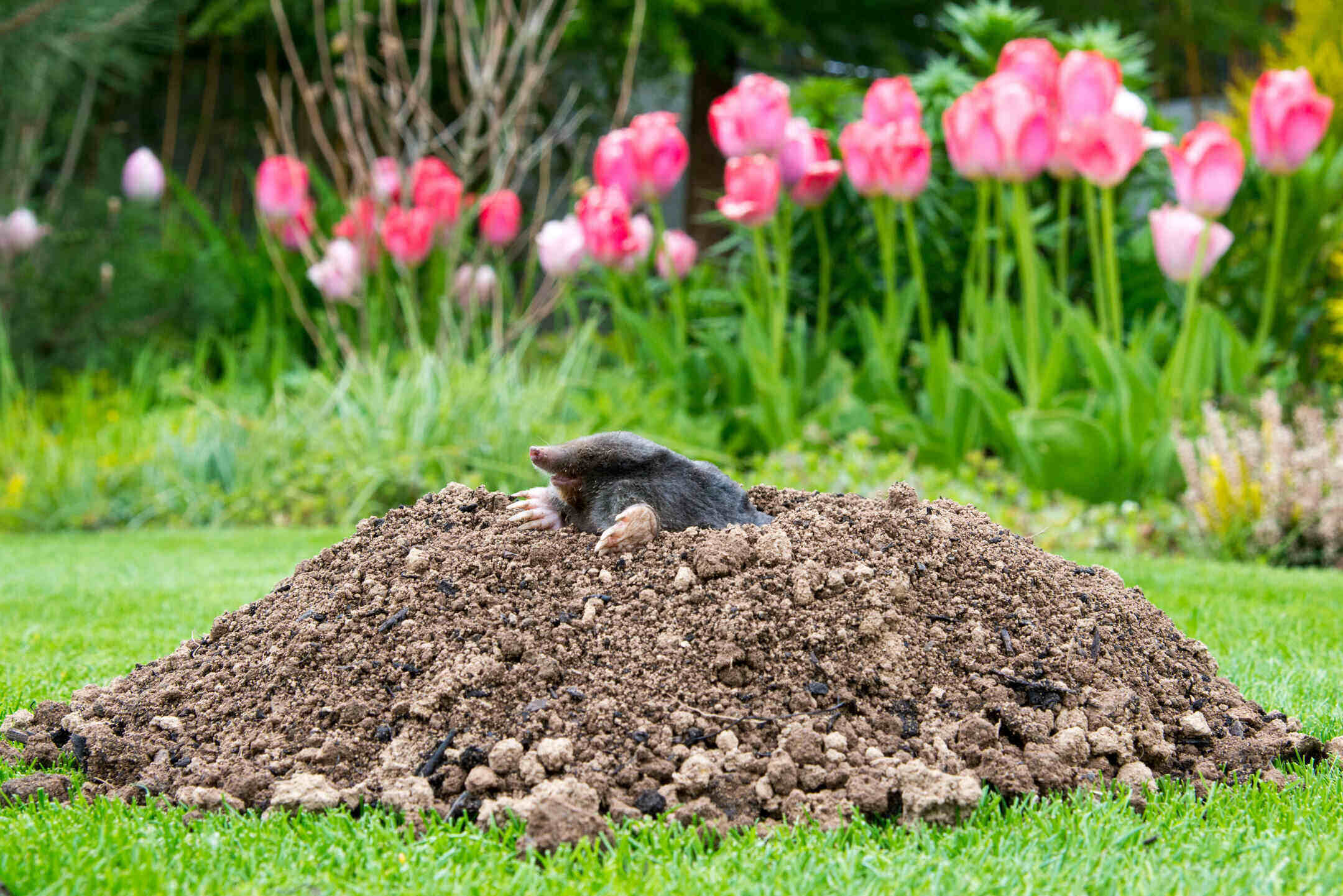 Which Animals Dig Holes In Lawns