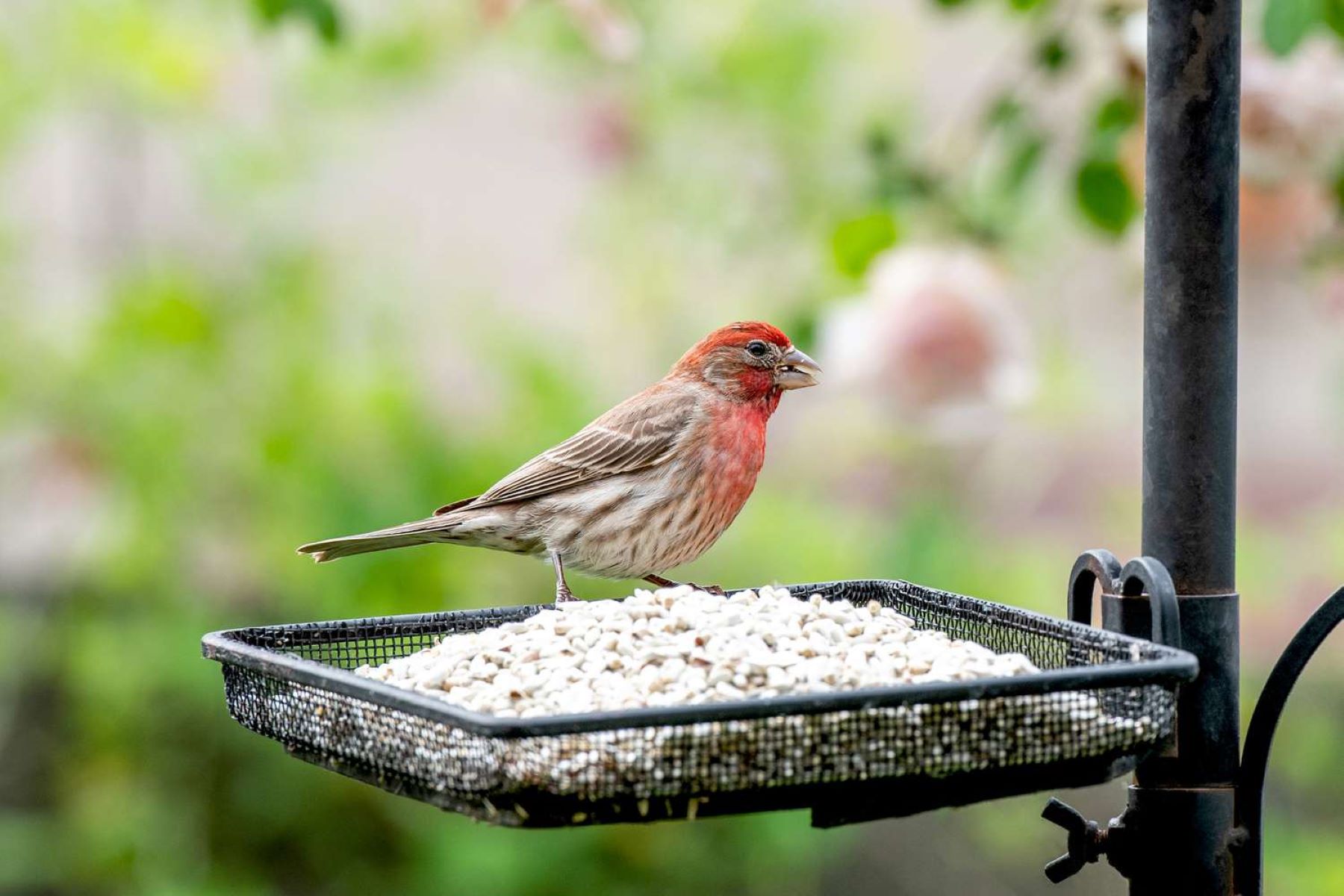 Which Birds Eat Safflower Seeds