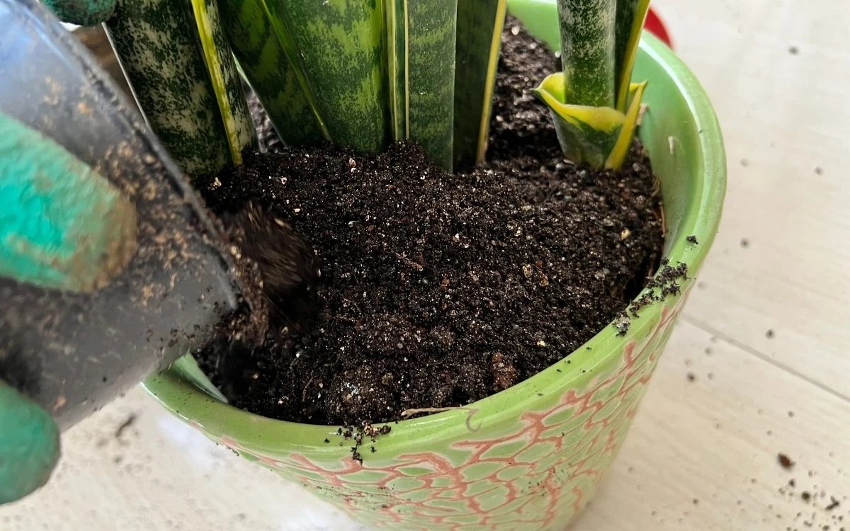 Which Potting Soil Mix Is Best For Snake Plants