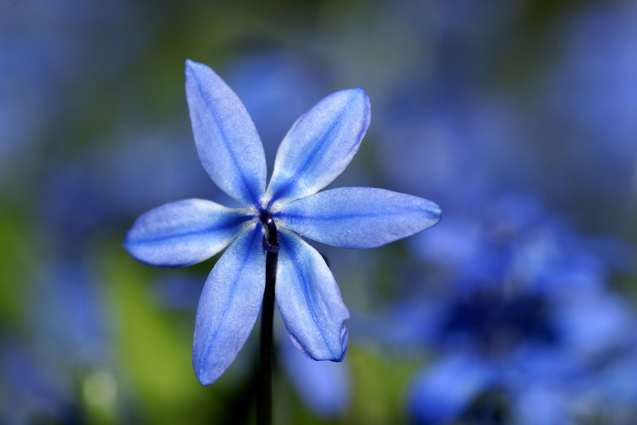 Which Wildflower Is The First To Bloom In Spring