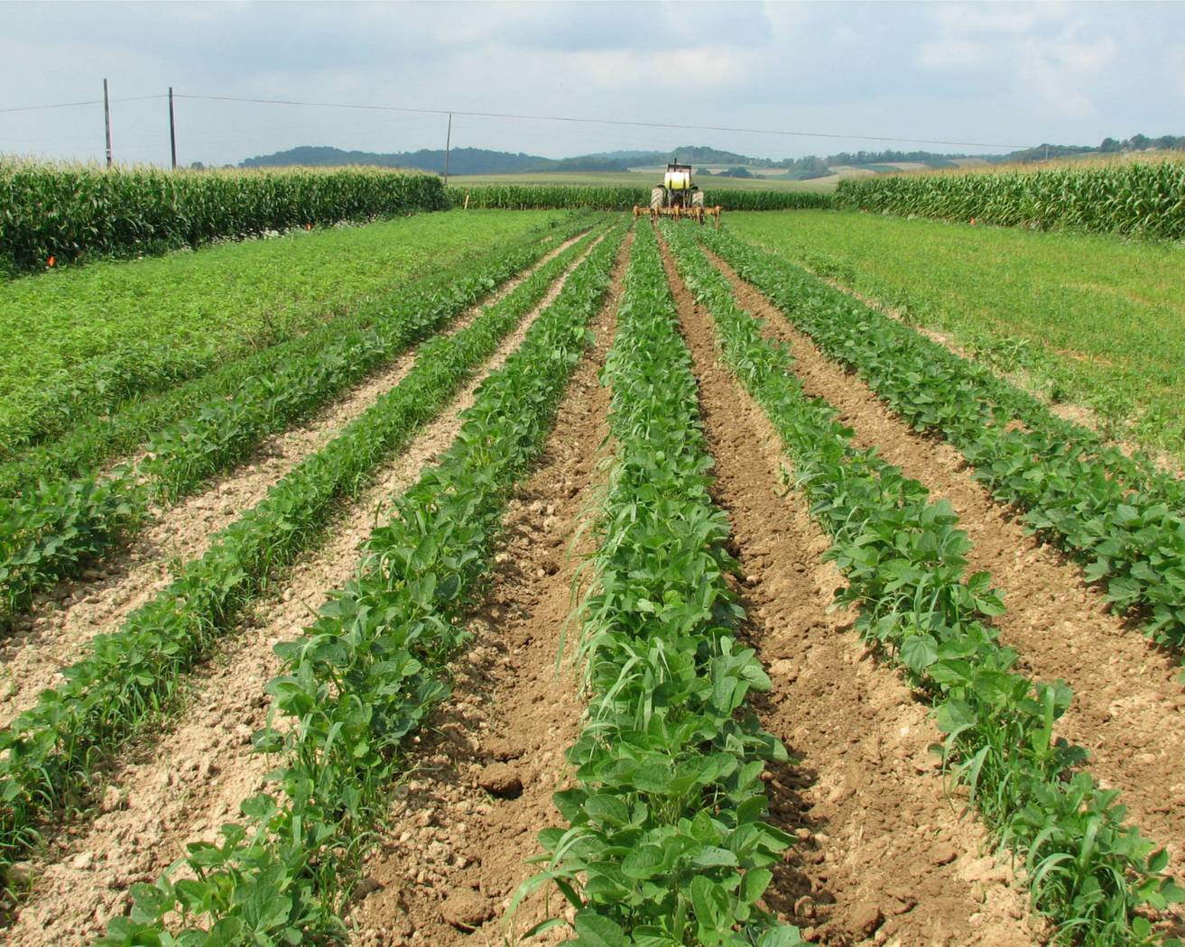 Why Are Crop Rotation And Letting Land Rest Sustainable Practices?
