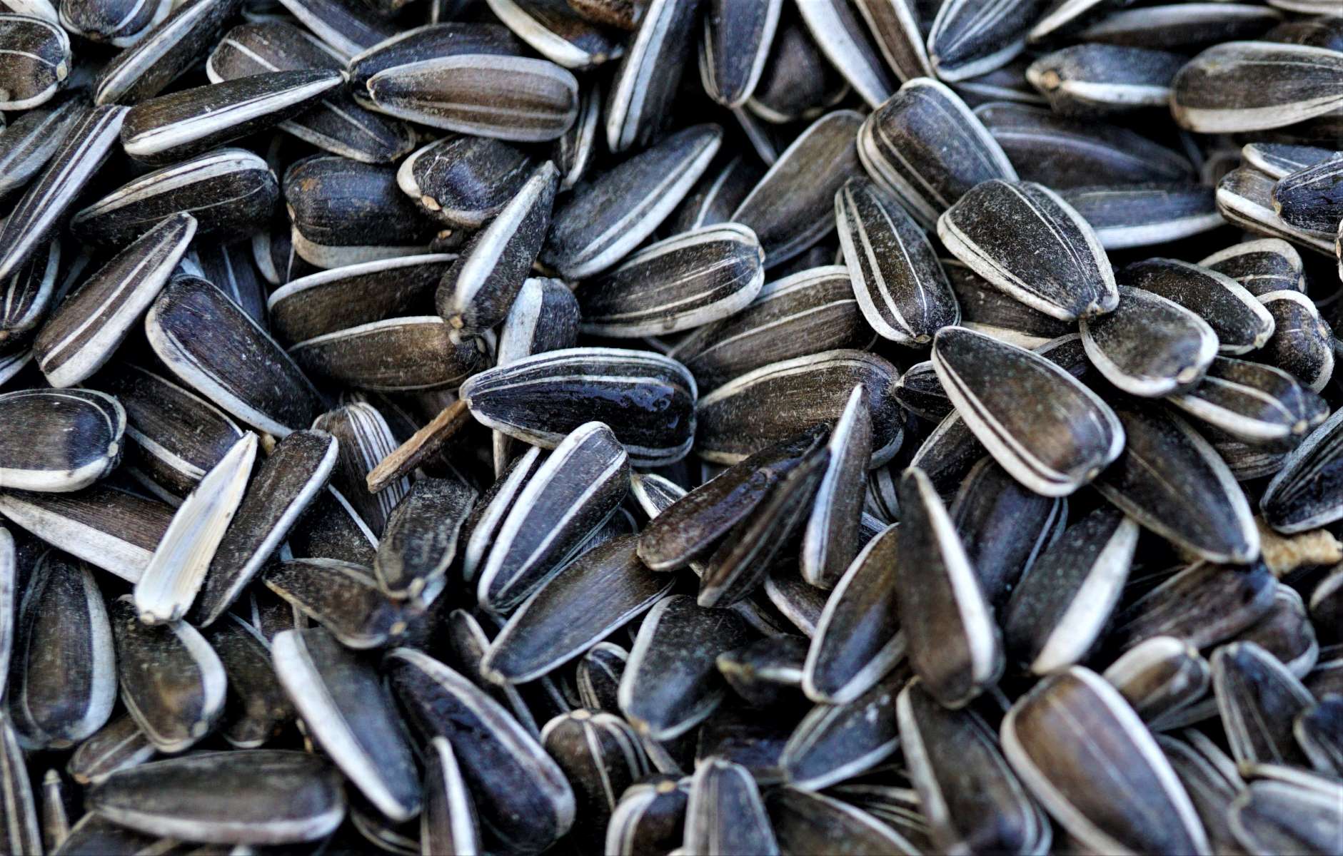 Why Are Sunflower Seeds Addictive