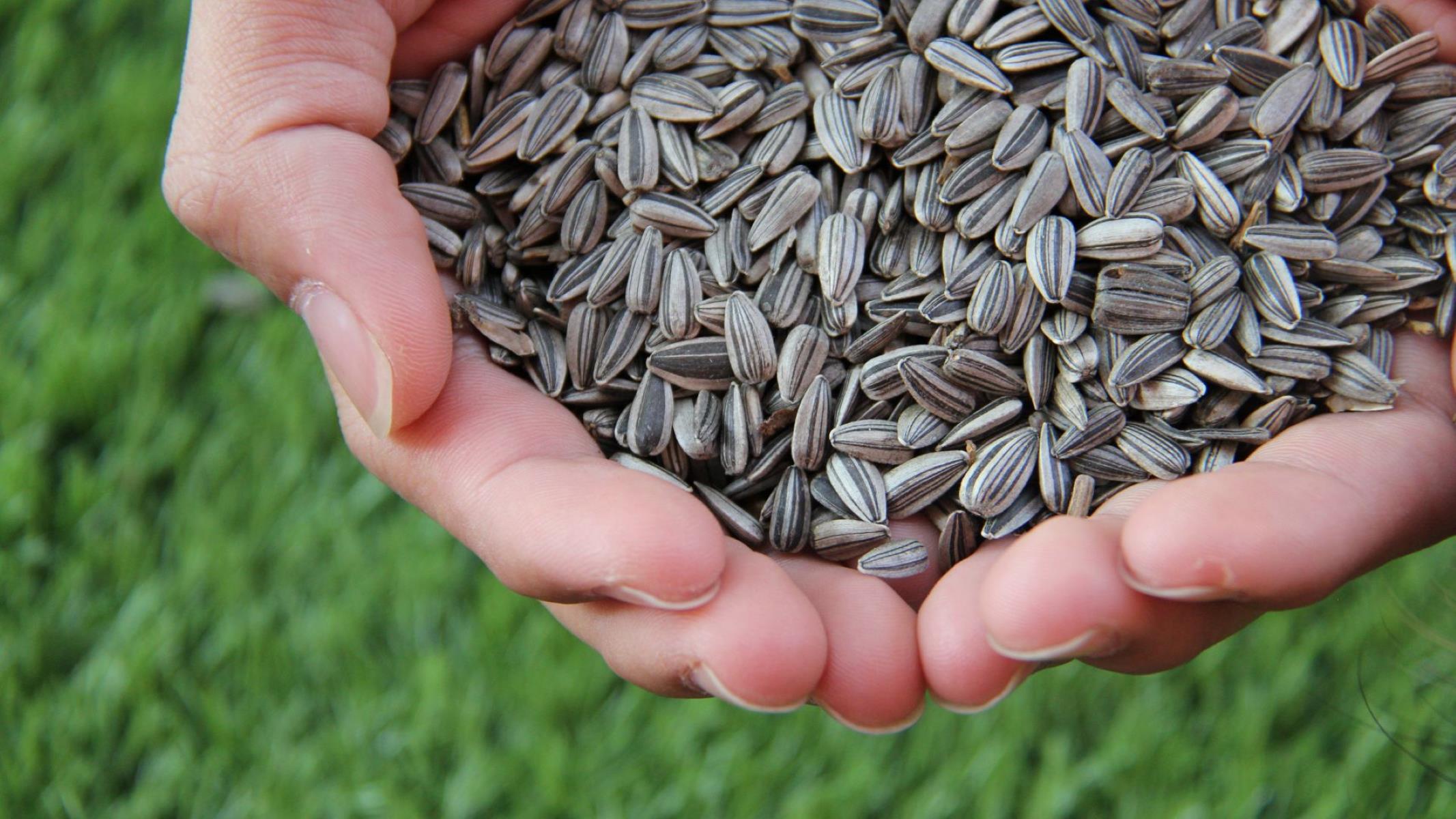 Why Are Sunflower Seeds Bad For You