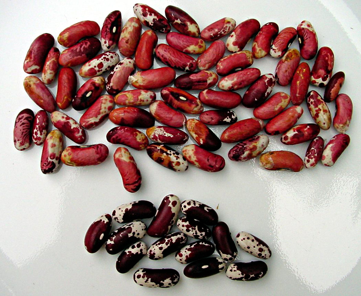 Why Beans Don’t Germinate?
