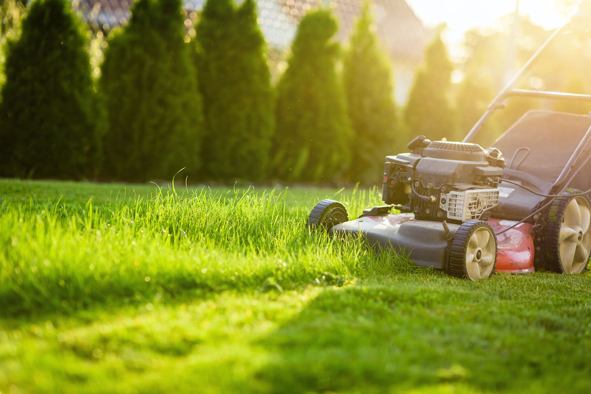 Why Do Grass Lawns Grow After Mowing?