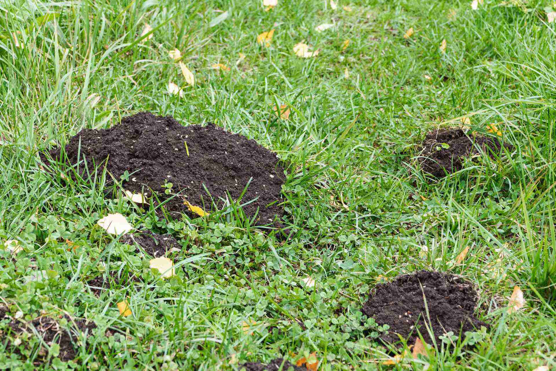 Why Do Raccoons Dig Up Lawns