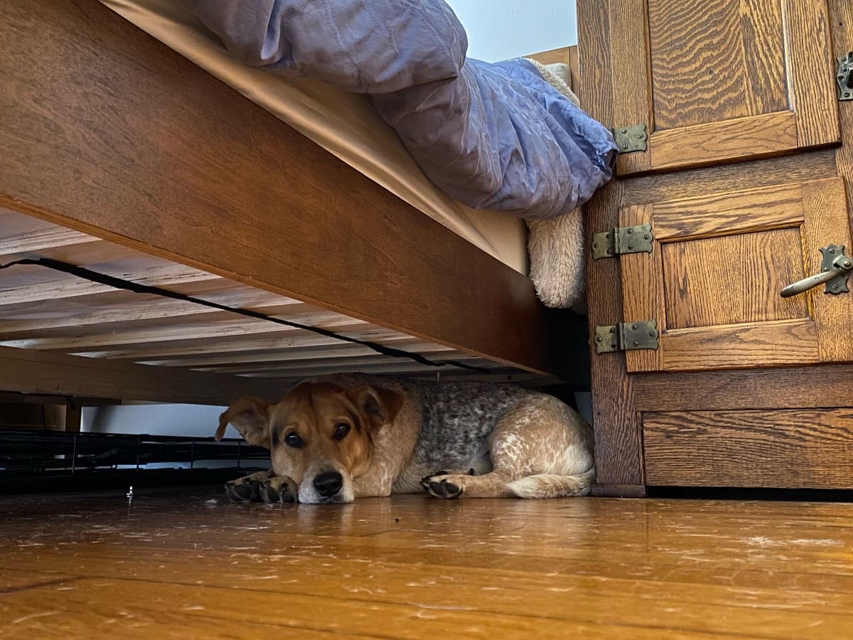 Why Does My Dog Hide Under The Bed