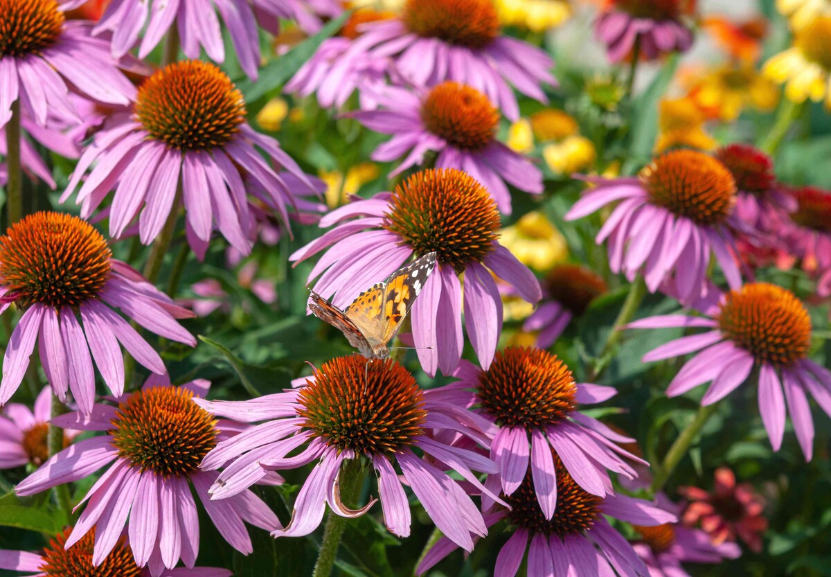 Why I Landscape With Native Plants: Wildflower Association Of Michigan
