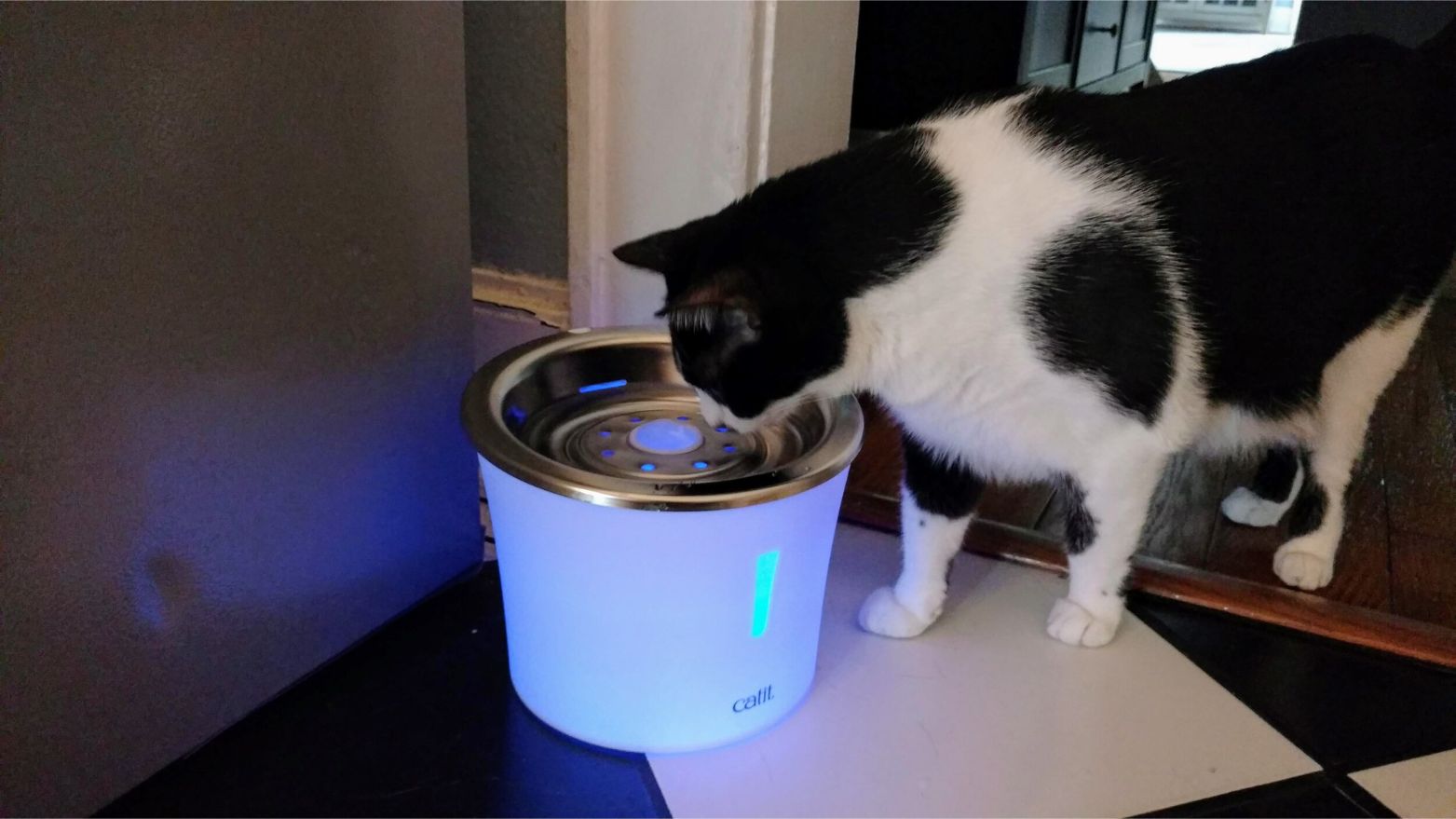 Why Is My Catit Water Fountain Not Working