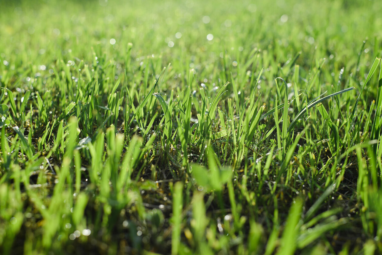 Can You Fertilize When Grass Is Wet