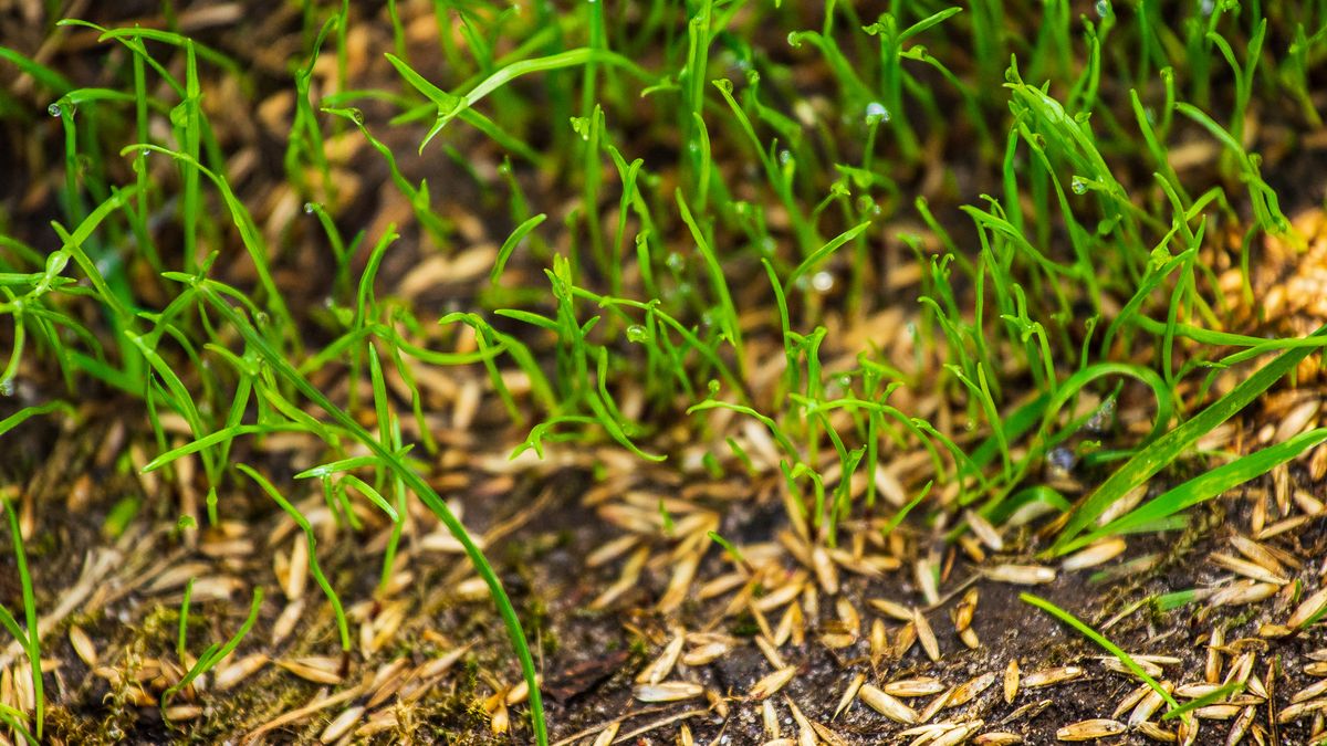 Can You Plant Grass Seed When It’s Raining