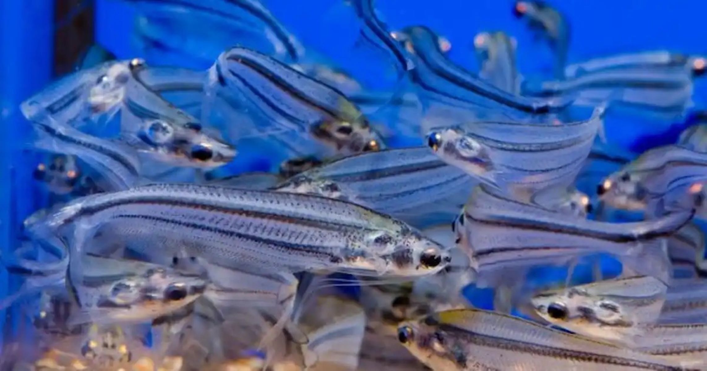 How Big Do Glass Catfish Get Storables