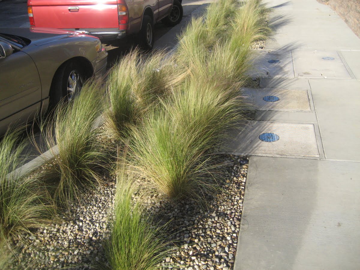 How Big Does Mexican Feather Grass Get
