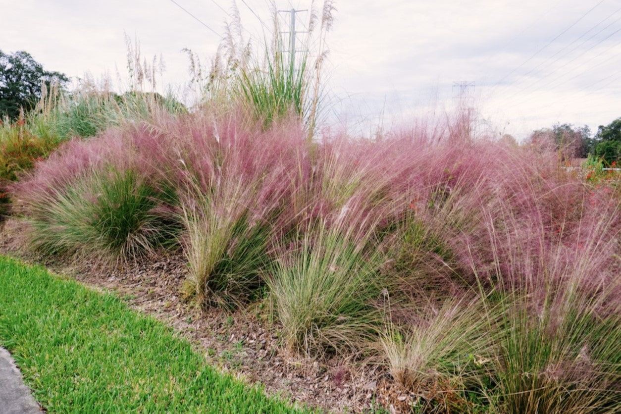 How Big Does Muhly Grass Get
