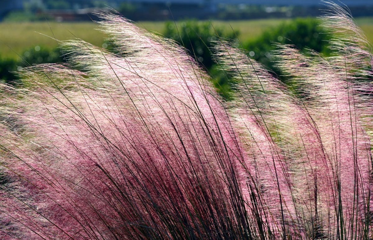 How Big Does Pink Muhly Grass Get