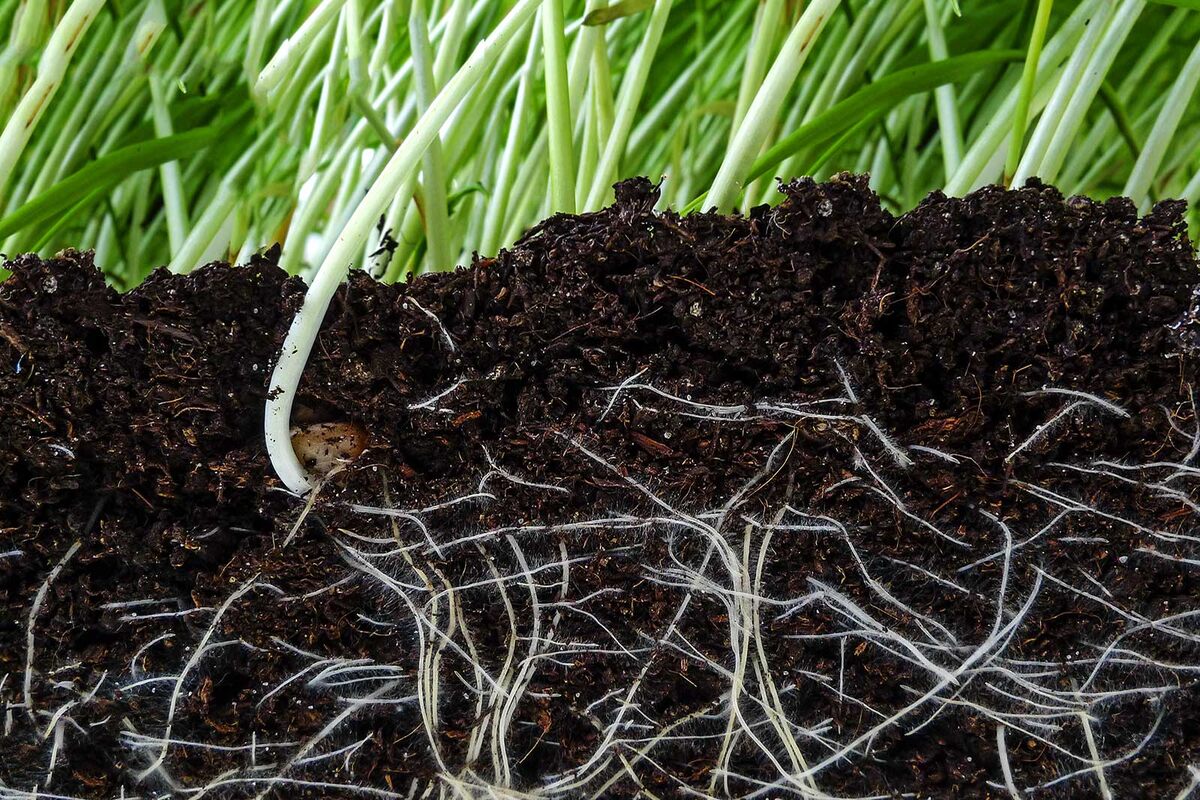How Deep Do Grass Roots Grow