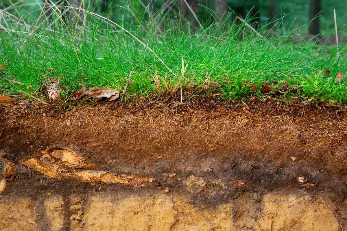 How Deep Should Topsoil Be For Grass
