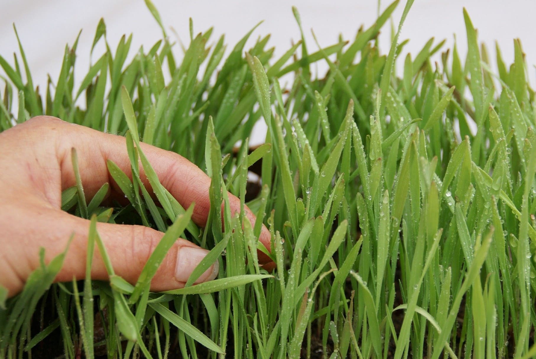 How Do Grass Seeds Germinate