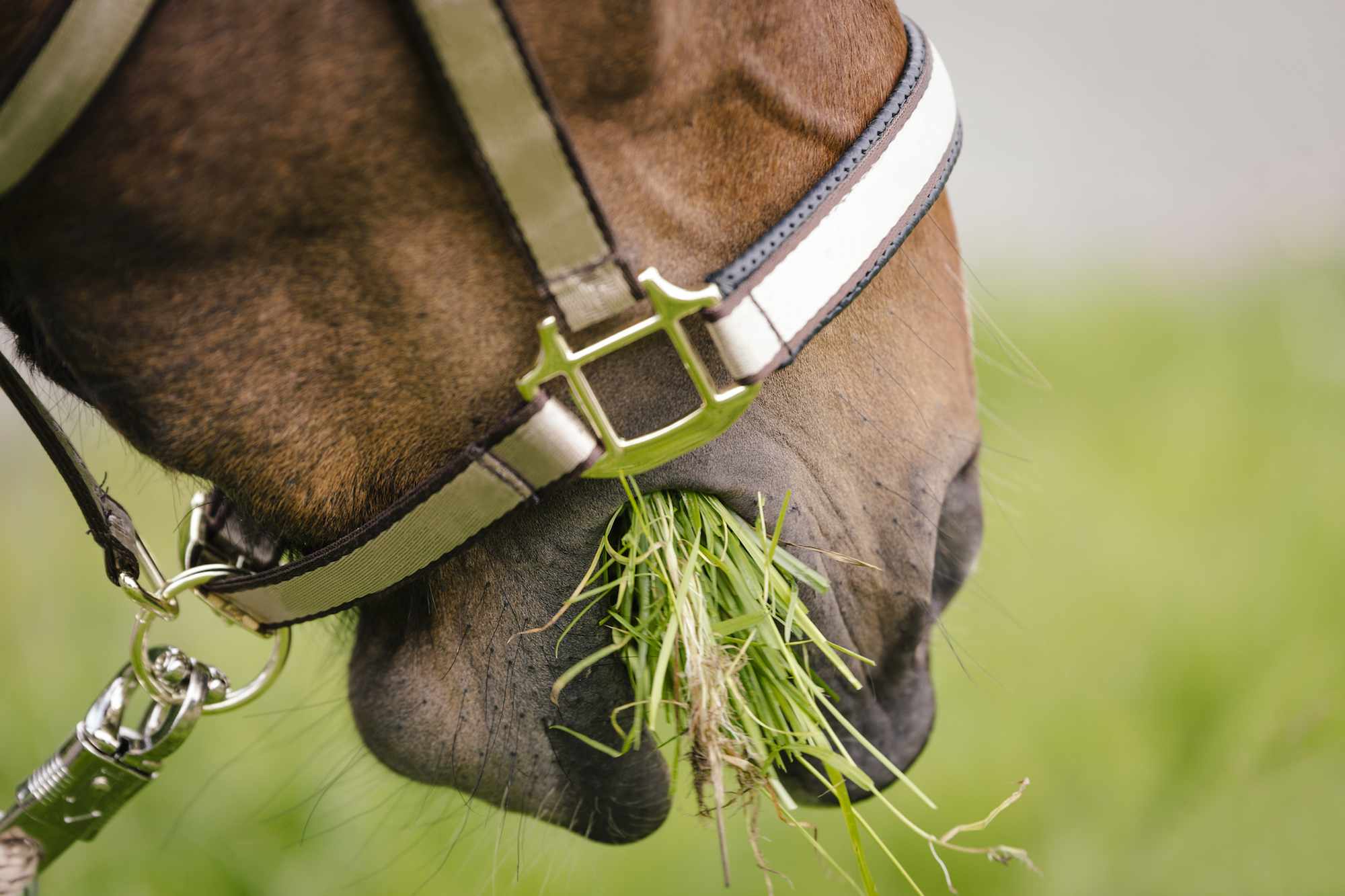 How Do Horses Eat Grass
