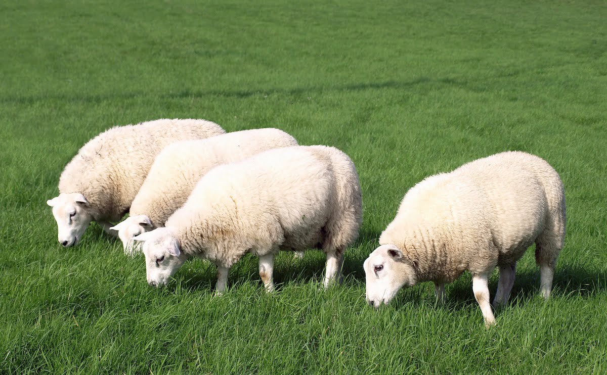 How Do Sheep Eat Grass