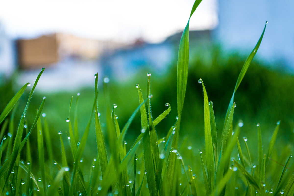 How Does Dew Form On Grass