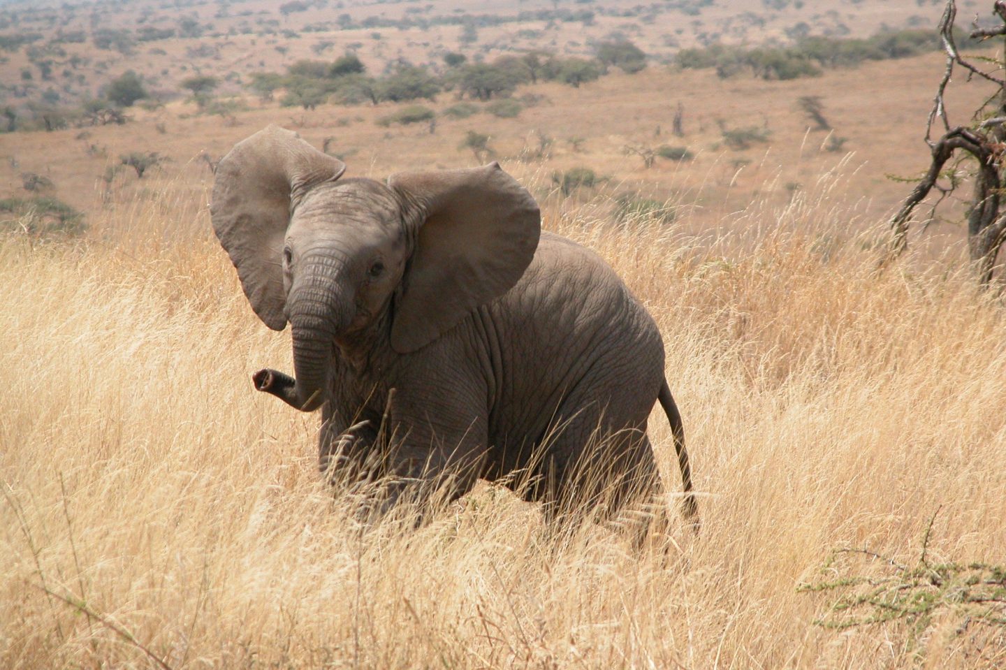 How Does Elephant Grass Adapt In The Savanna