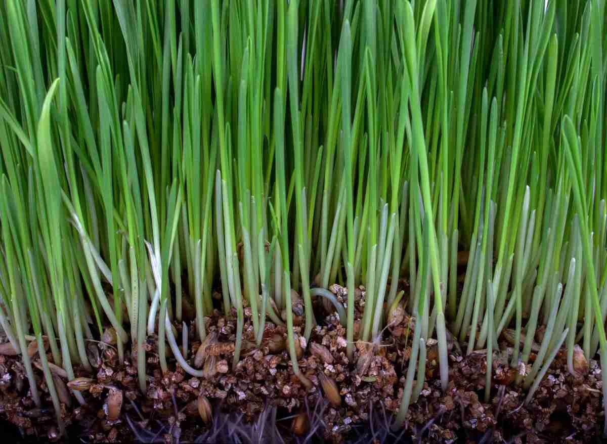 How Does Grass Germinate