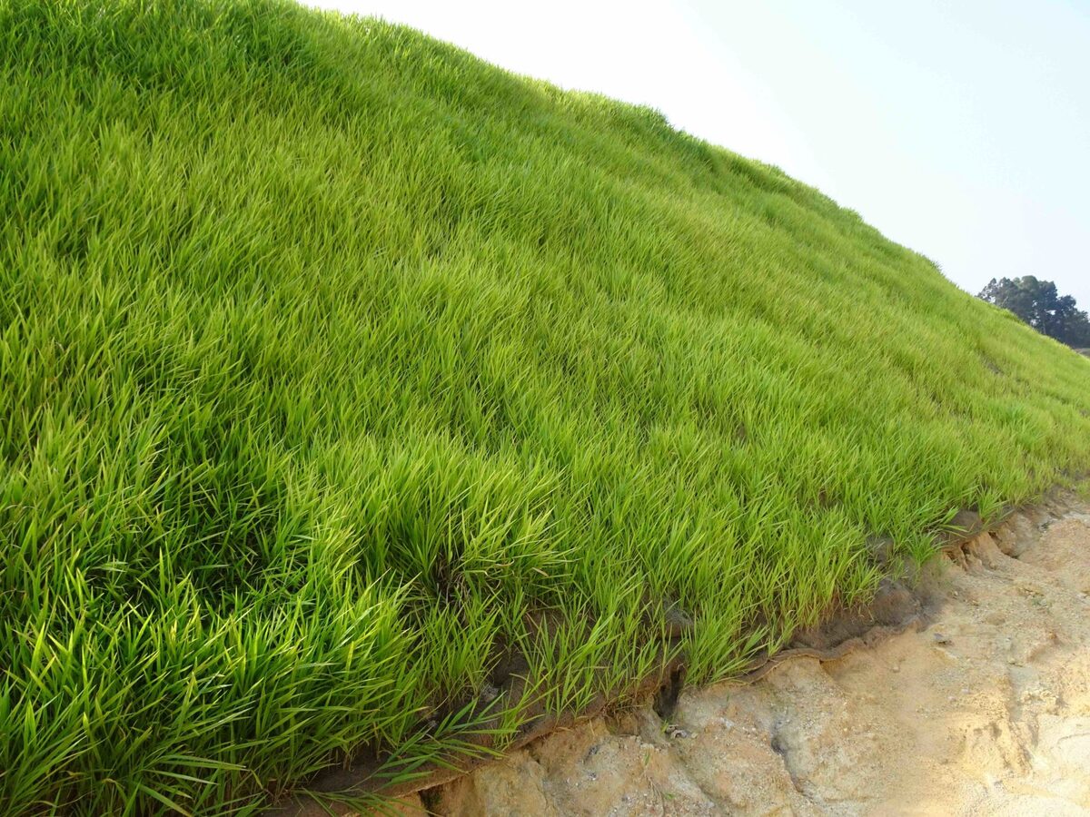 How Does Grass Prevent Soil Erosion