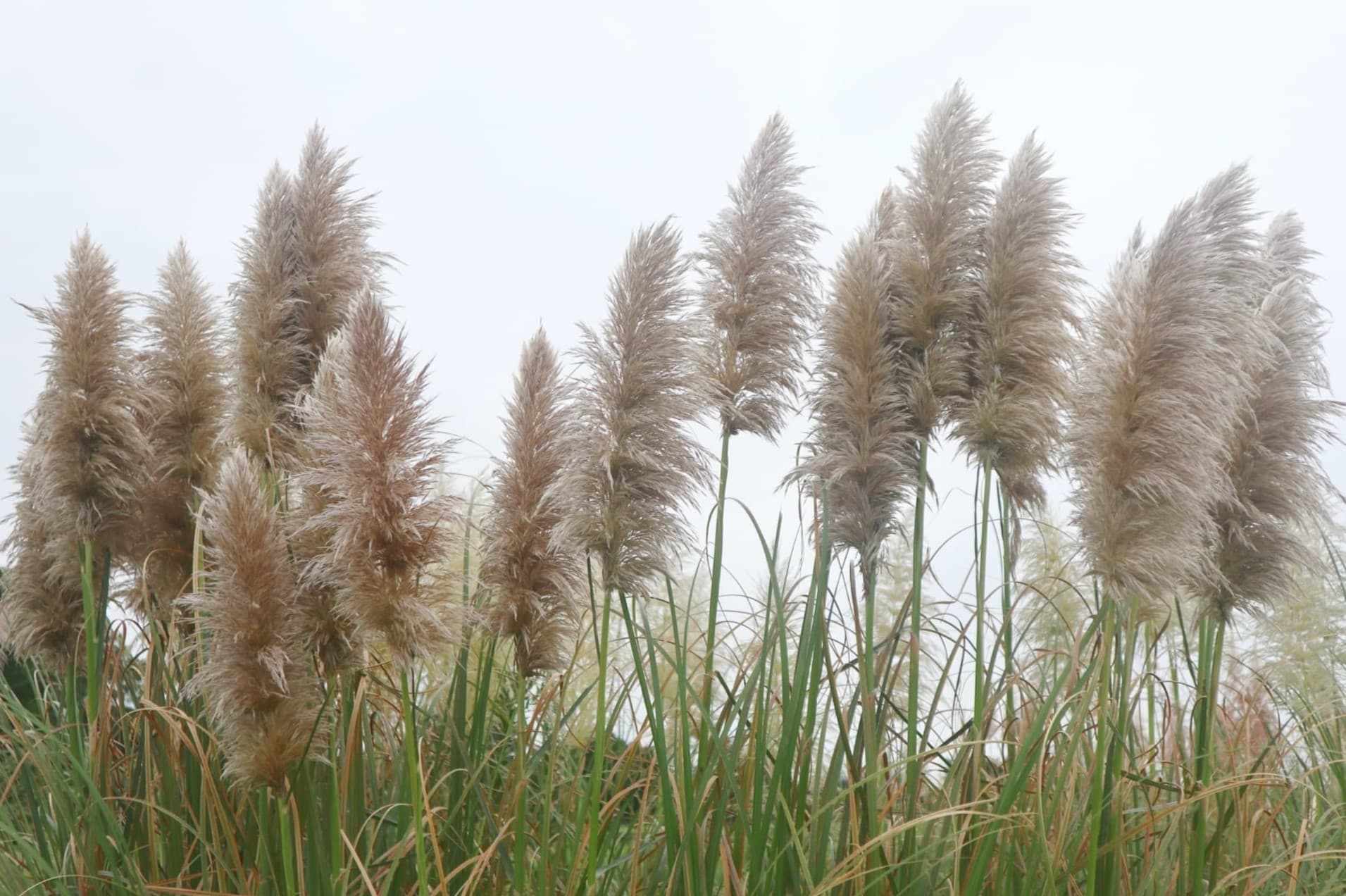 How Does Pampas Grass Spread