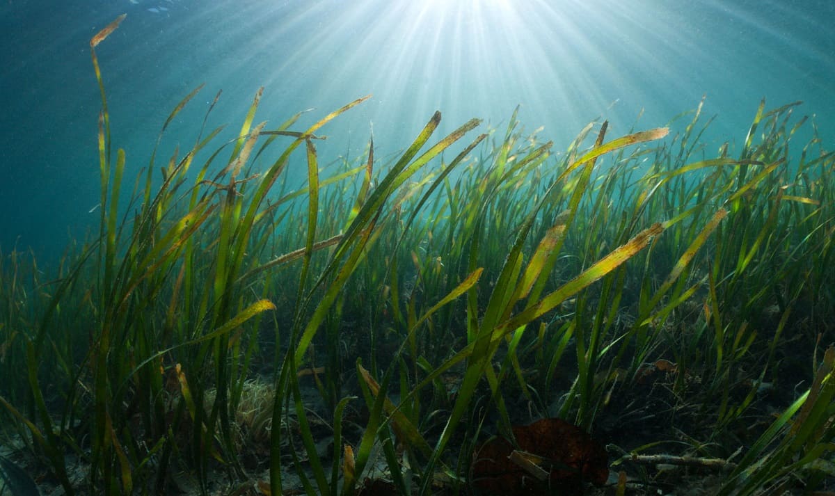 How Does Sea Grass Grow