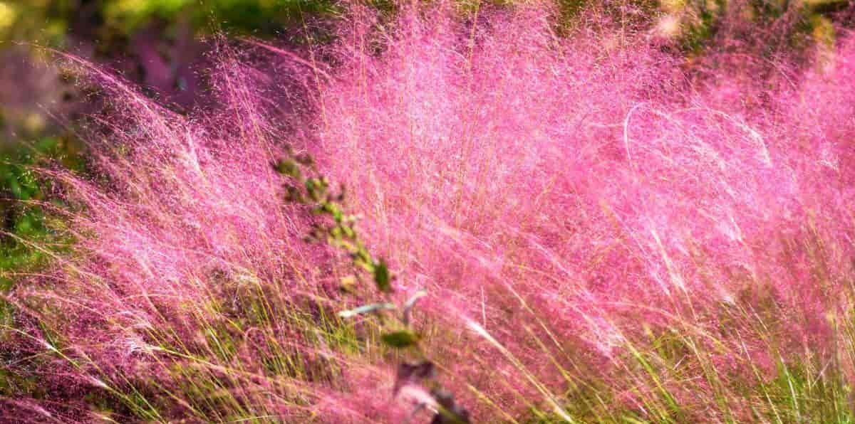 How Far Apart To Plant Pink Muhly Grass