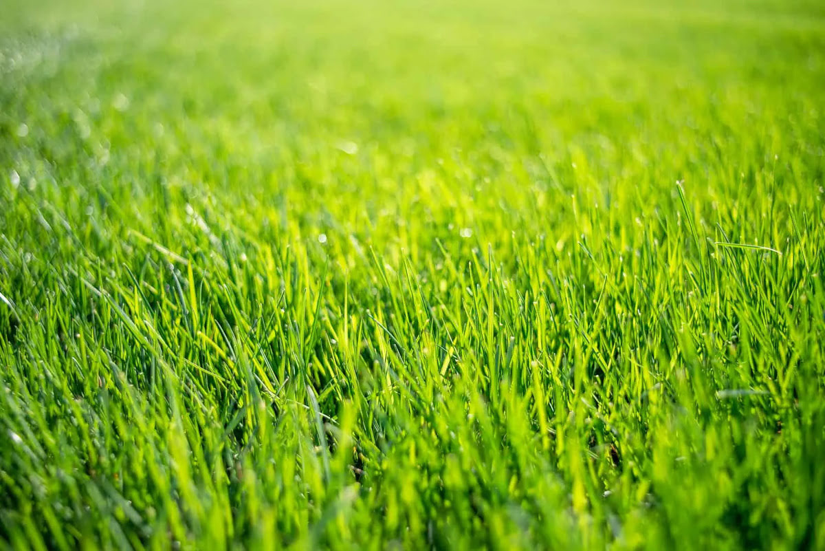 How Fast Does Grass Grow In The Summer