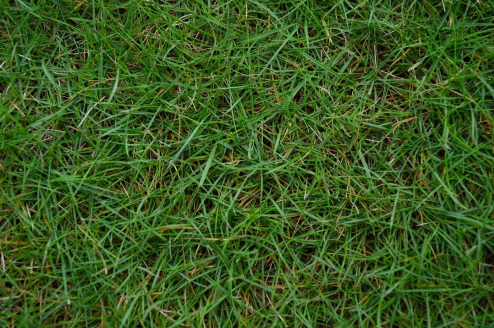 How Fast Will Bermuda Grass Spread