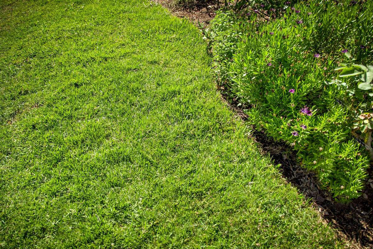 How High To Cut St. Augustine Grass